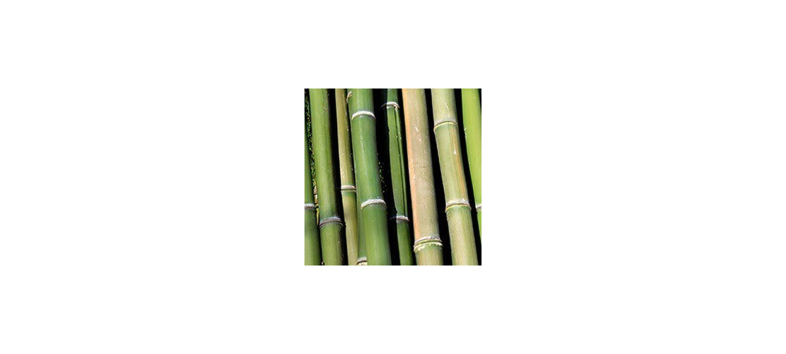 Bambù - Benefici, proprietà, origine