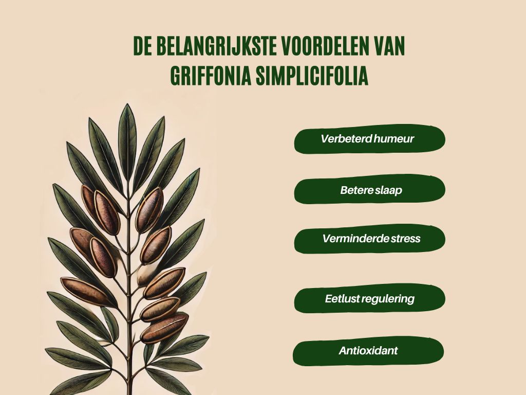 De belangrijkste voordelen van Griffonia Simplicifolia