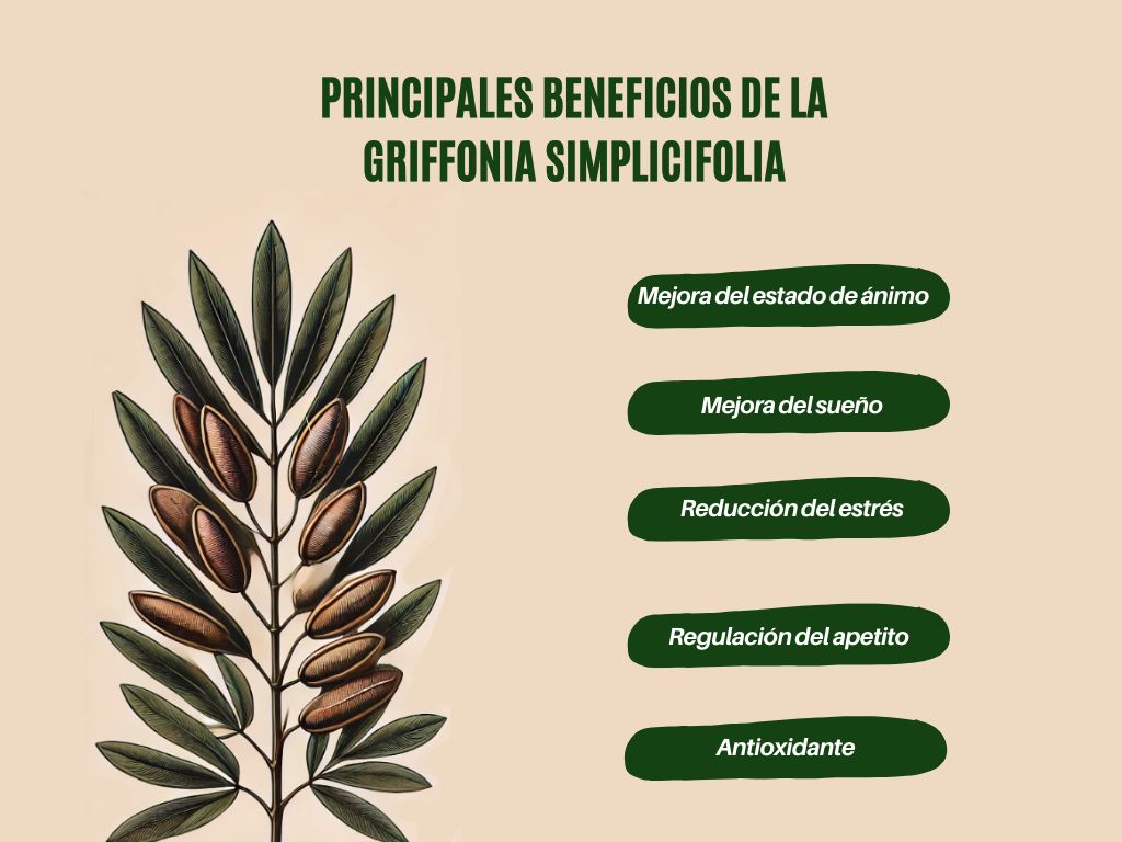 Principales beneficios de la Griffonia Simplicifolia