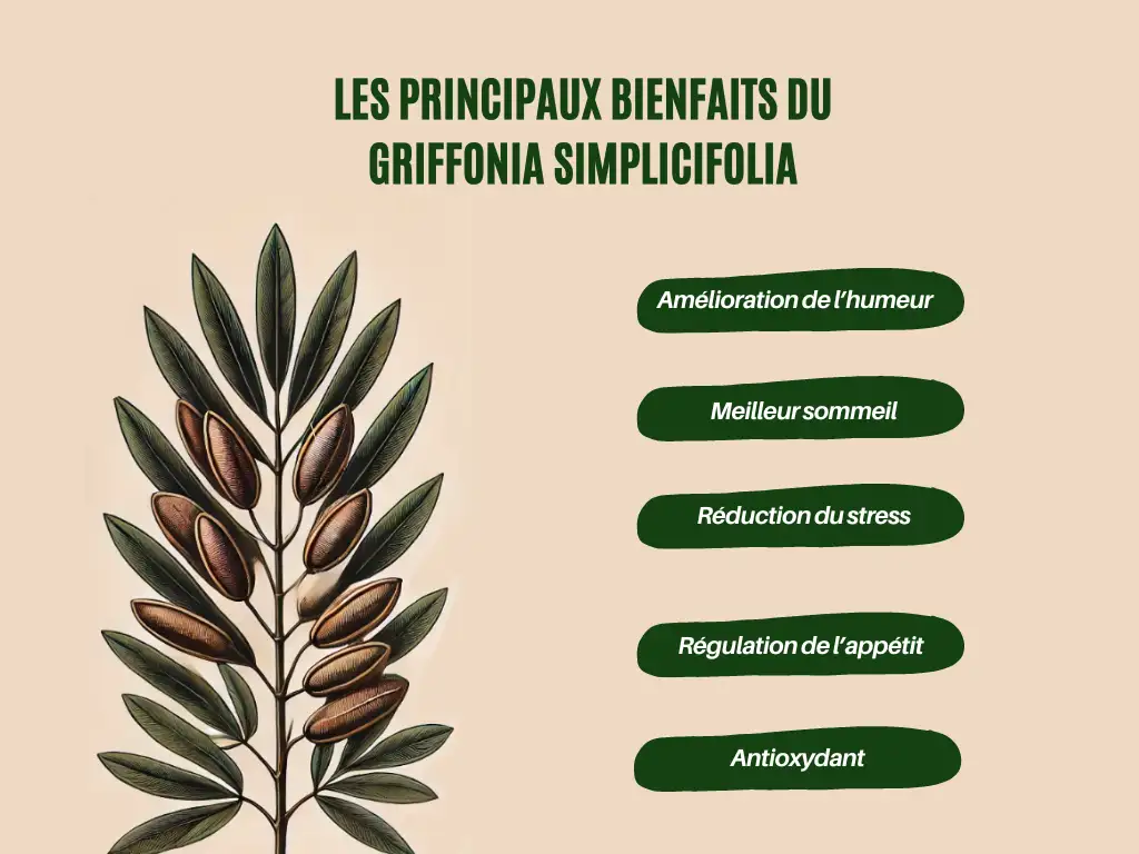 Les principaux bienfaits du Griffonia