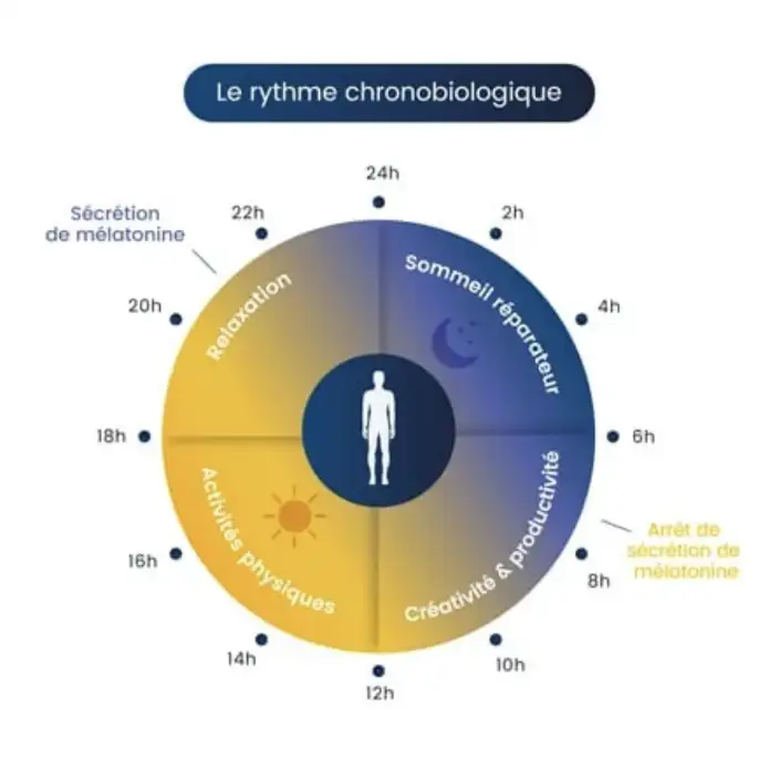 Circle cicardien