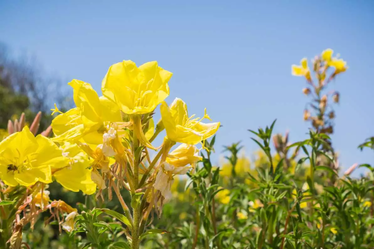 Fleurs pour faire de l'huile d'onagre