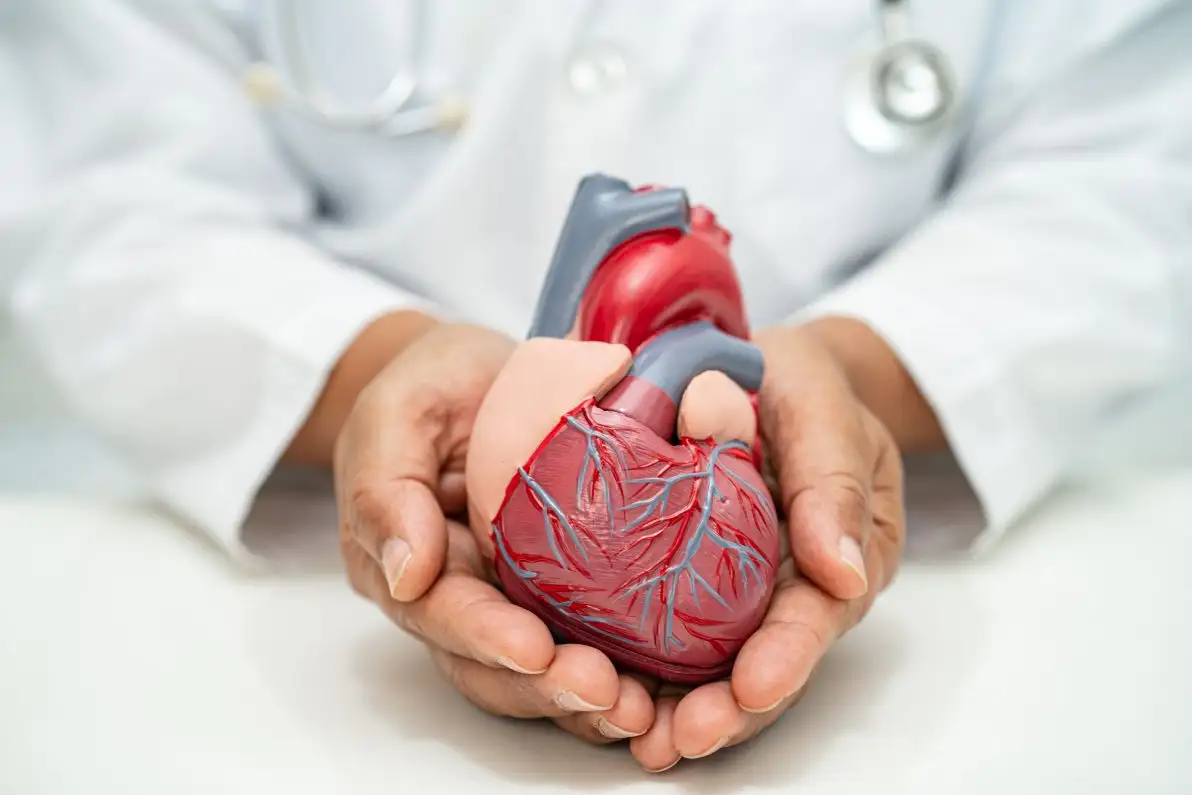 Un médecin en blouse blanche tient un modèle anatomique humain d’un cœur dans ses mains, symbole des maladies cardiovasculaires