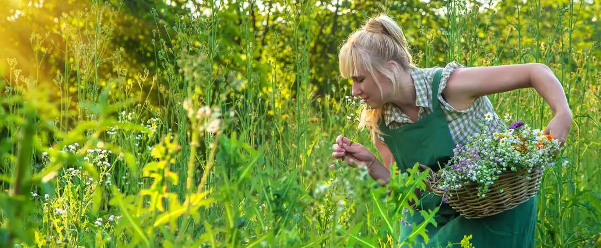 Une femme ramasse des plantes médicinales dans son panier en osier