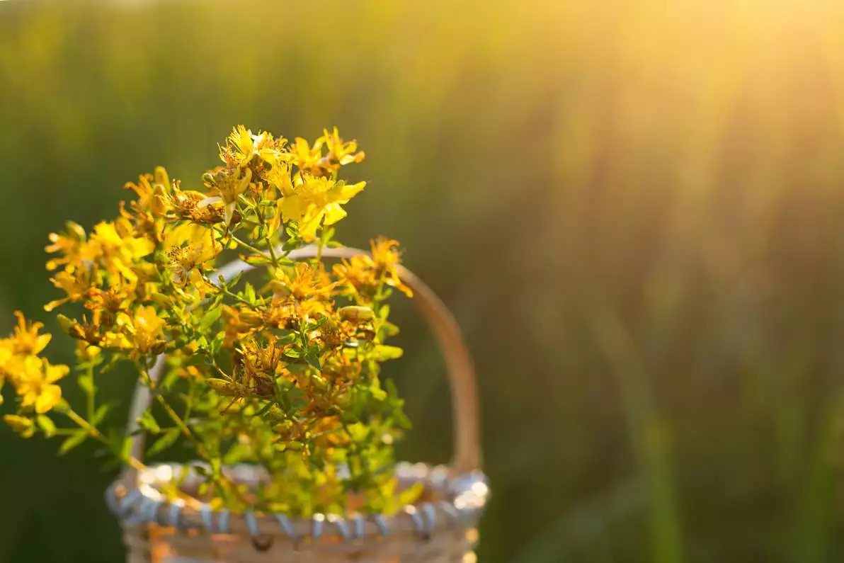 Bouquet de millepertuis dans un jardin vert