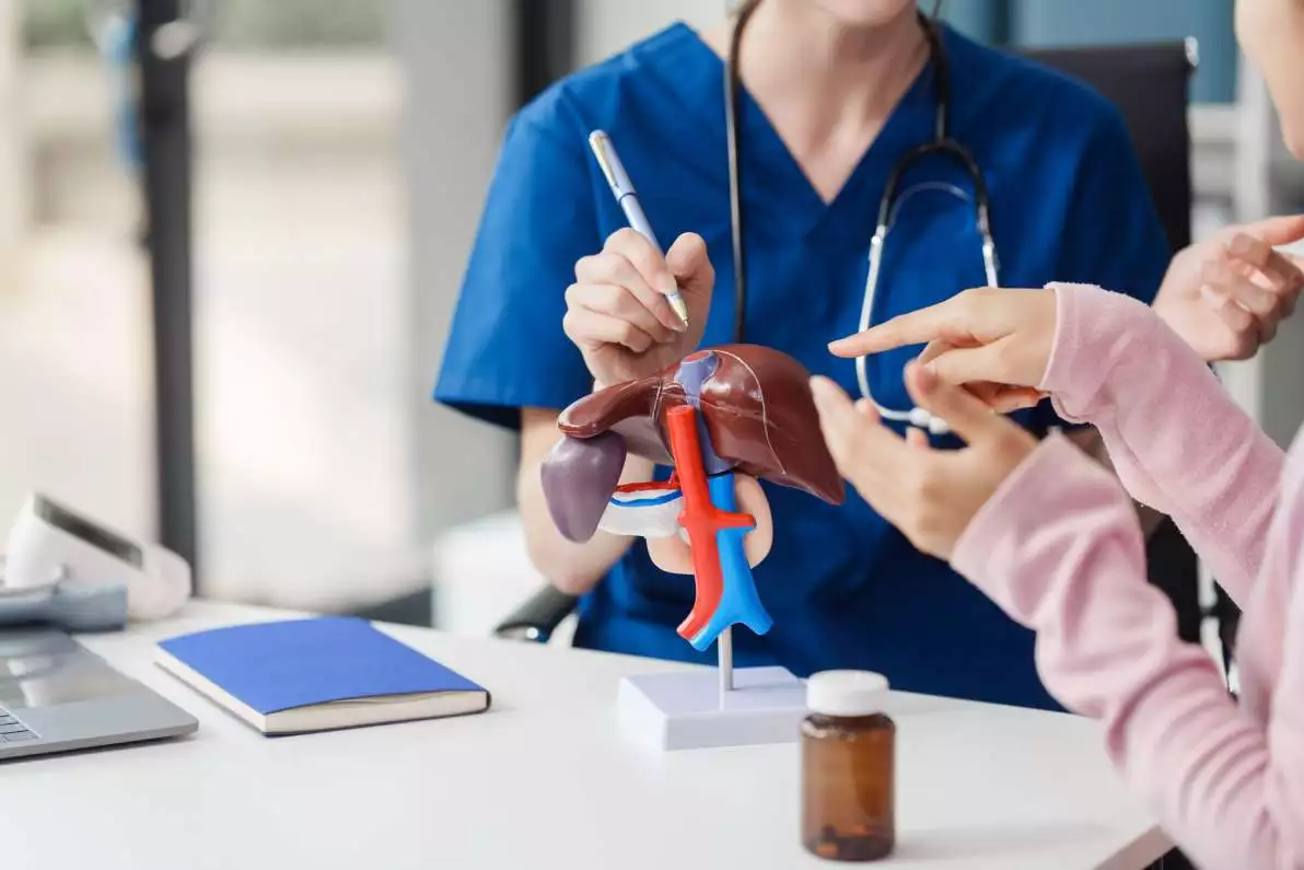 Médecin avec un modèle anatomique incluant le foie