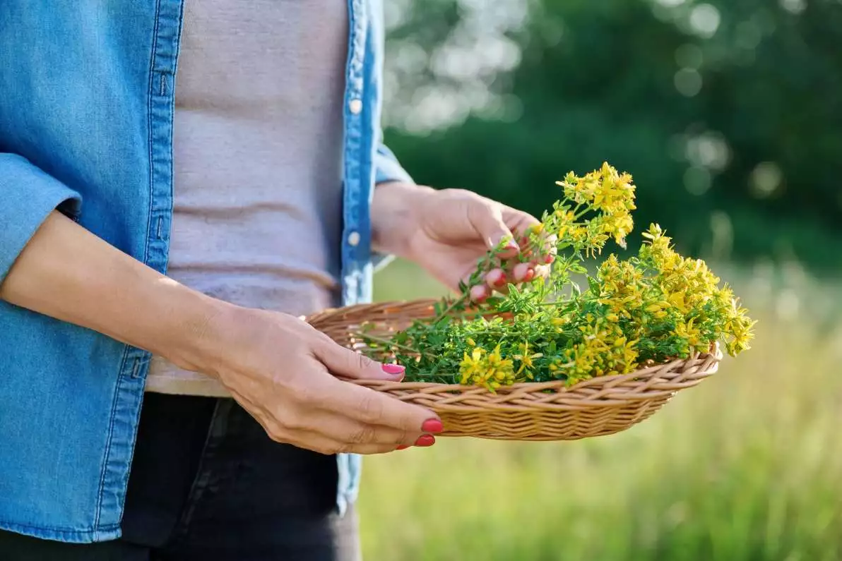 Fleurs de millepertuis dans un panier en osier