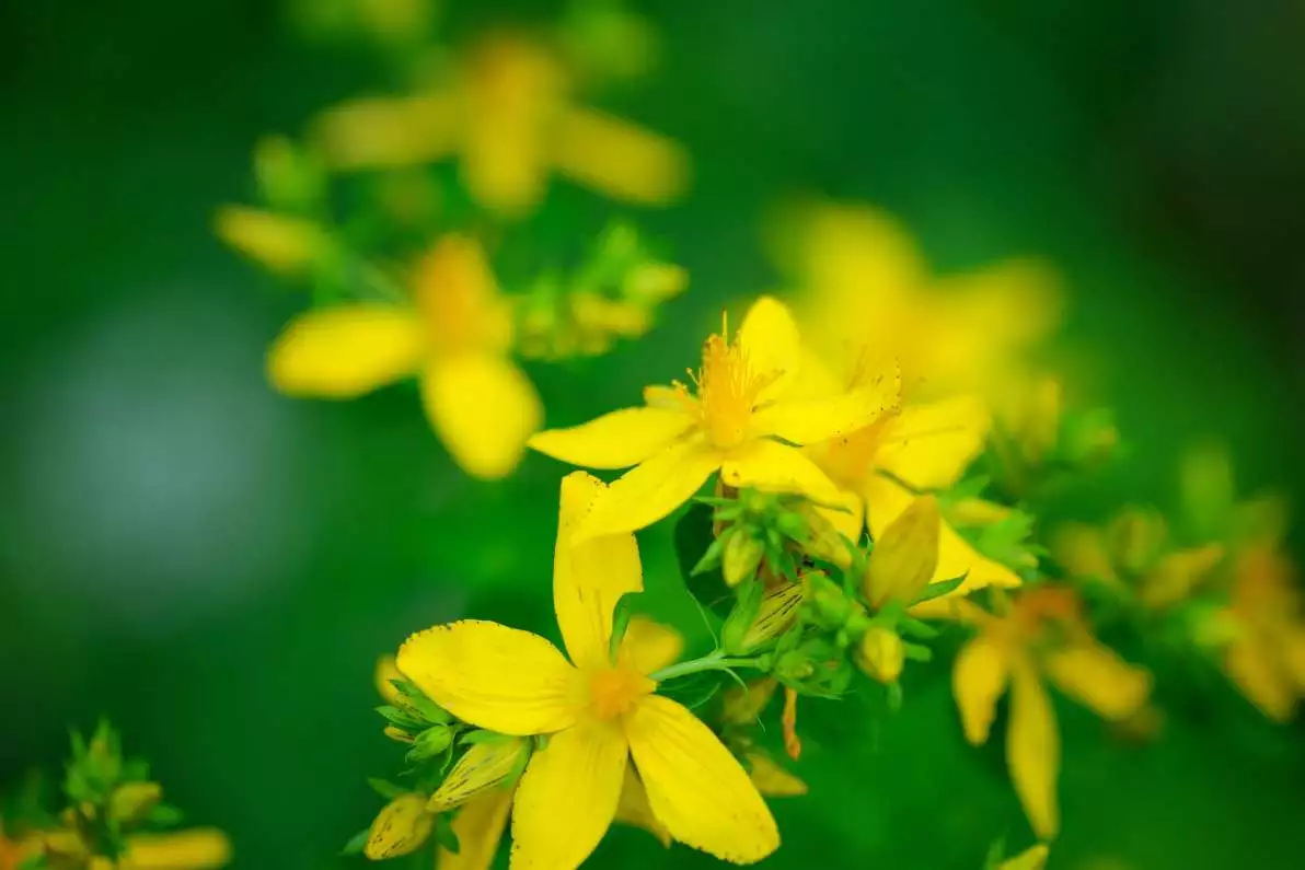 Fleurs hypericum dans un champ