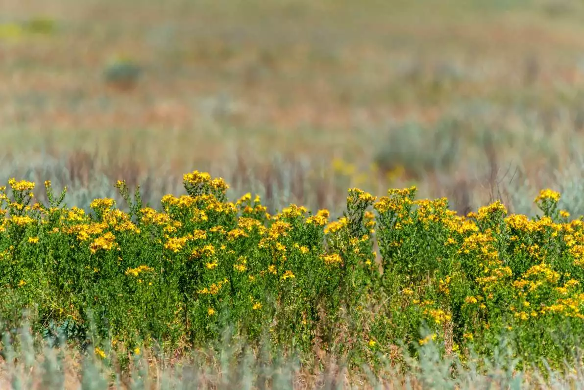 Hypericum en fleurs dans un champ