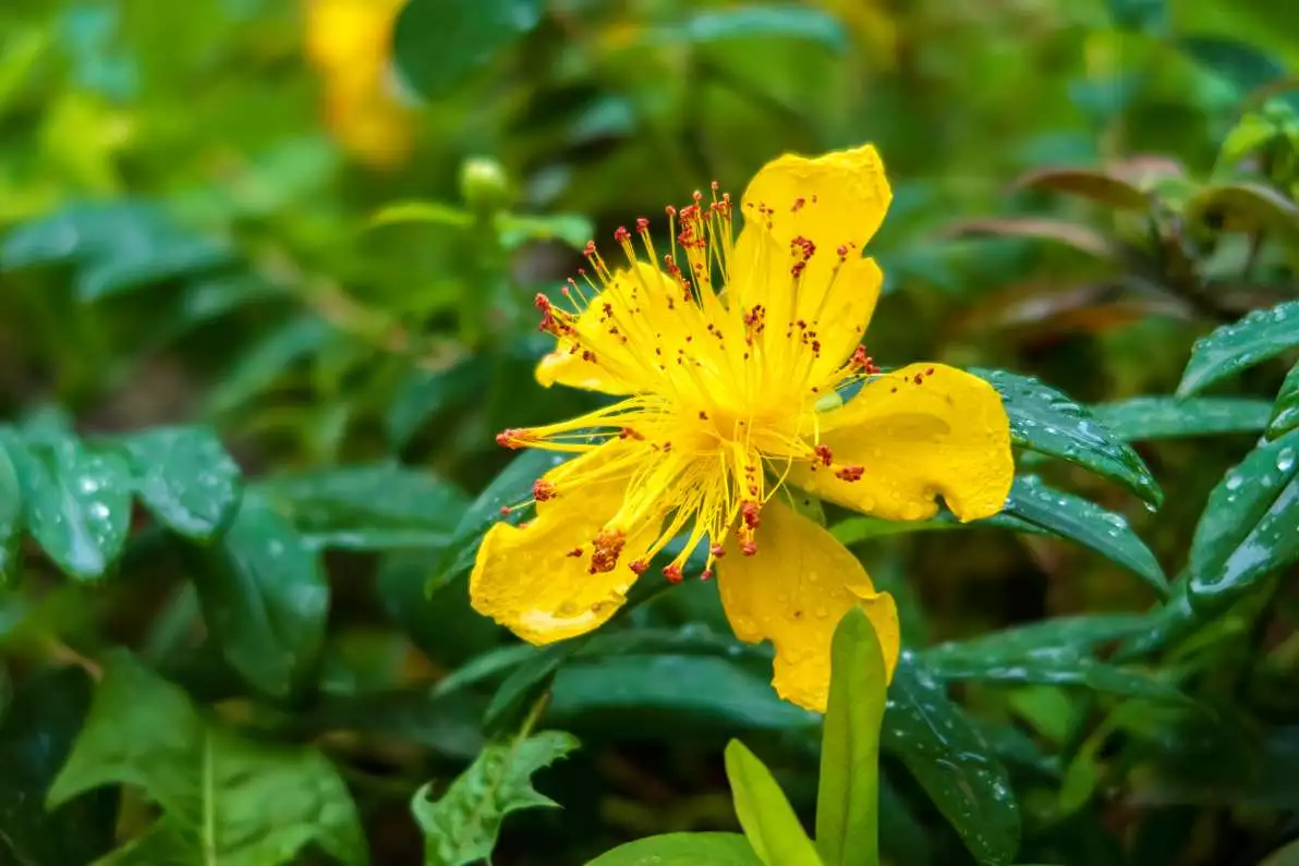 Fleur jaune avec étamines roses de l’hypericum patulum