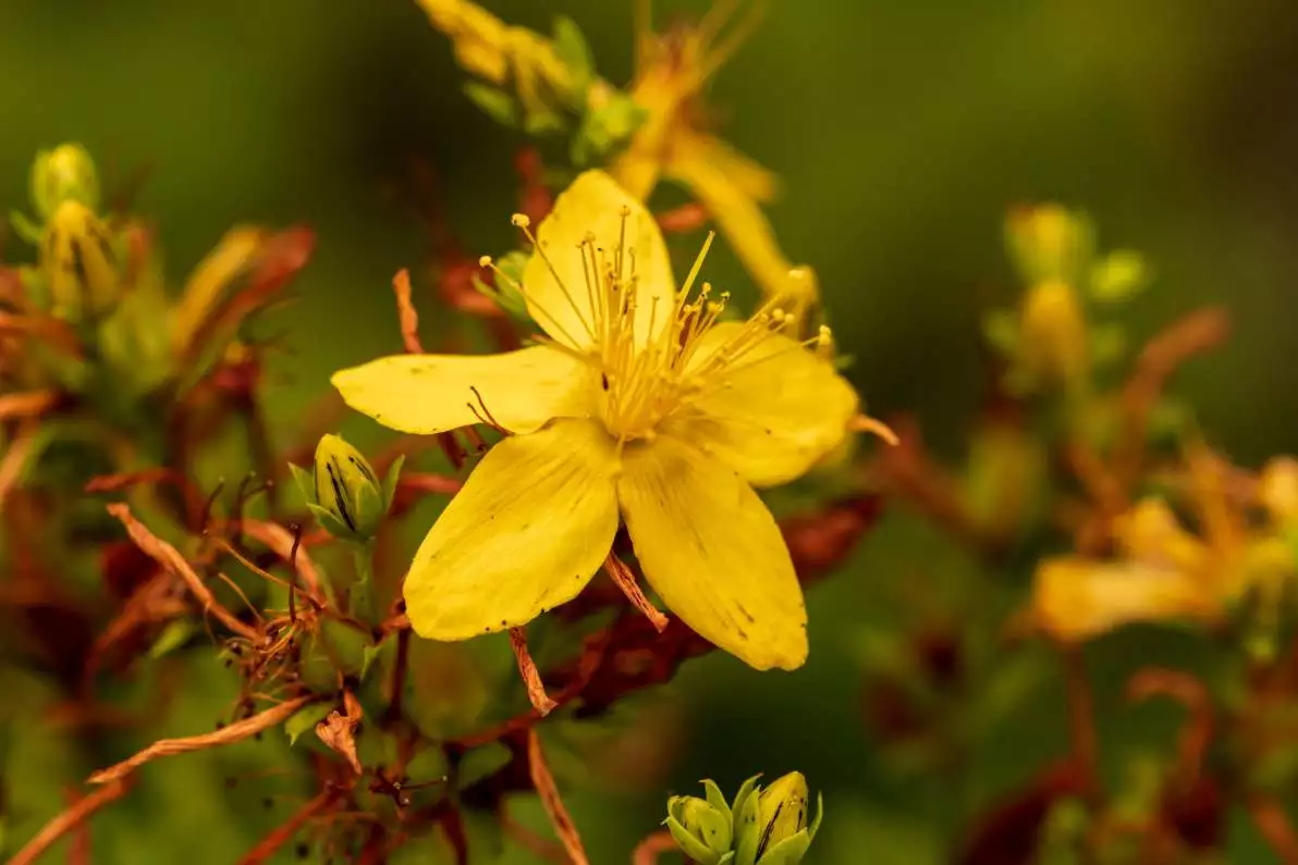 Fleur jaune d’Hypericum perforatum