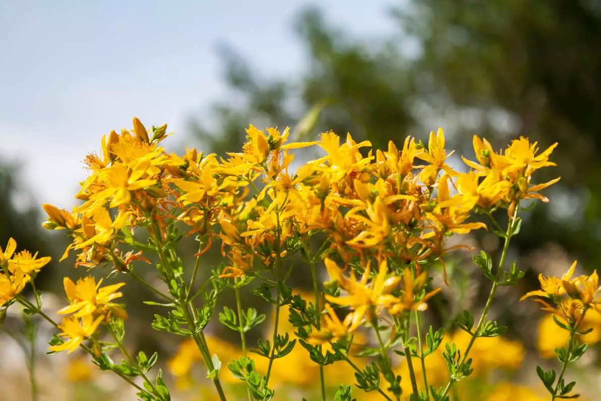 Jardin de millepertuis en fleurs