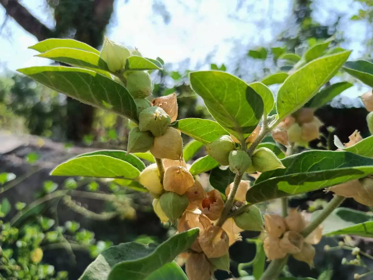 Plante verte ashwagandha, connue aussi sous le nom de Withania somnifera