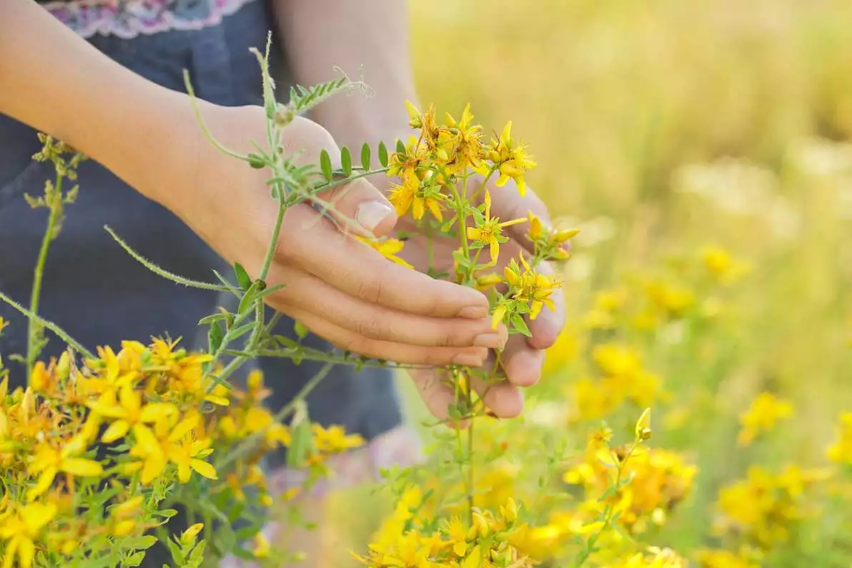 Herbe médicinale à fleurs jaunes