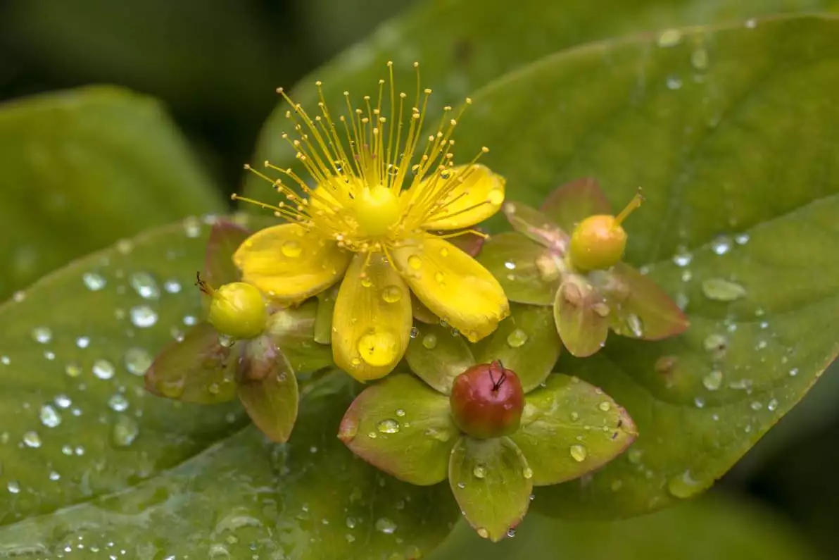 Fleur jaune à pétales larges de l’hypericum calycinum